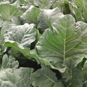 collards