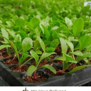 Spinach Fordhook Giant
