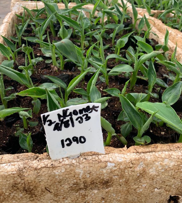 Ng’ombe Nusu Banana Variety