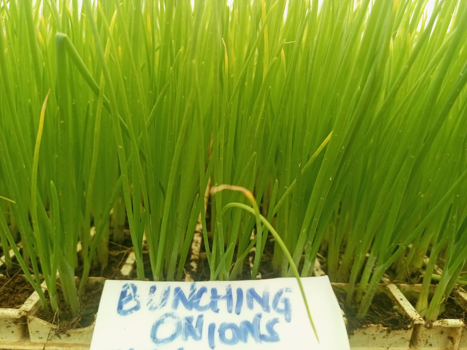 Bunching onions - Growtech Nurseries