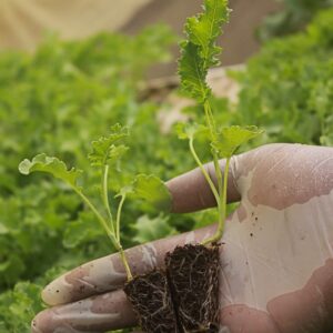 Curly kales| growtech nurseries