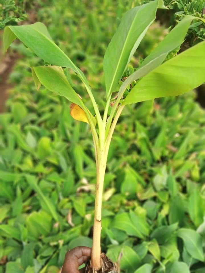 Ng’ombe Nusu Banana Variety