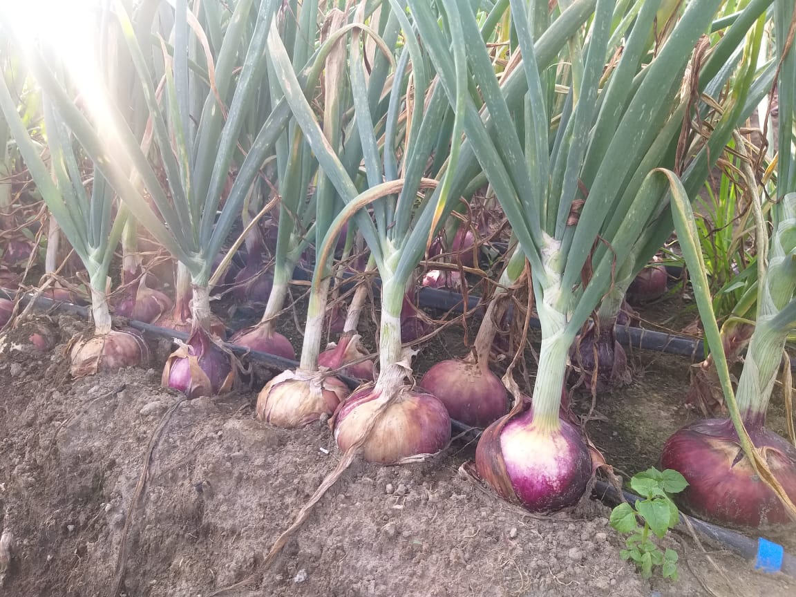 Red Jewel Onion