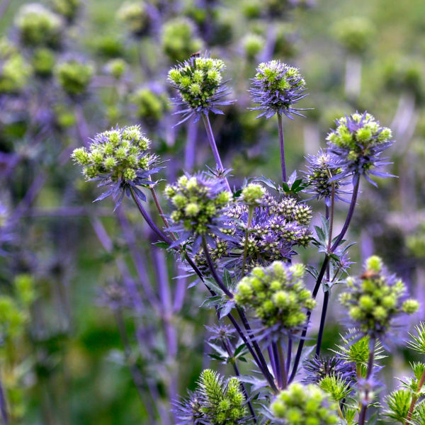 Eryngium Purple Star