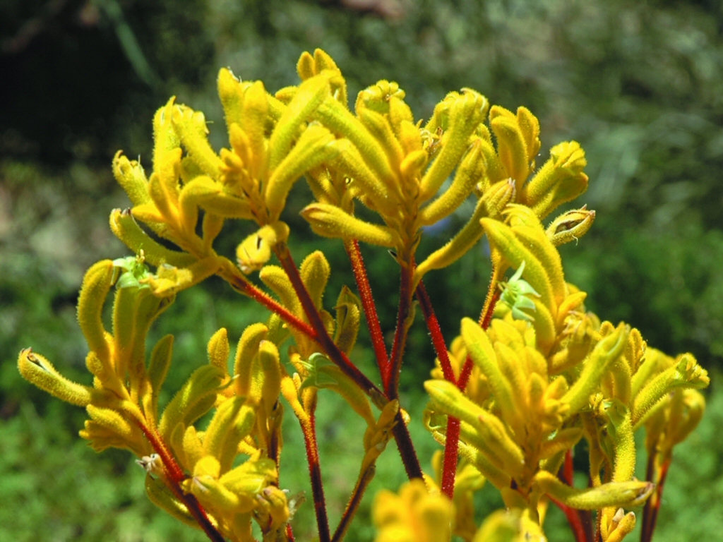 kangaroo paw yellow gem